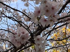 -高东镇樱花园