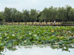 -艾溪湖湿地公园