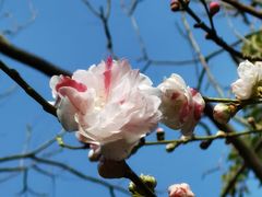 -桃花岛景观公园