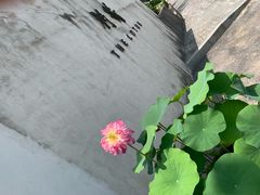 -几荷·恰似故人来(秀水广场店)