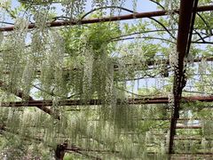 -嘉定紫藤园