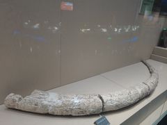 -安徽省地质博物馆