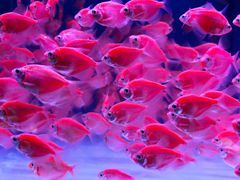 -青石桥花鸟鱼虫市场(叠翠城店)