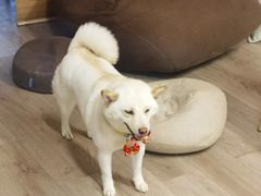 -柴迷FANS CLUB·柴犬狗咖·猫咖