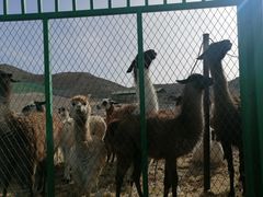 -新疆天山野生动物园