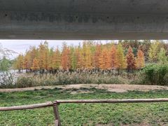 -白鹭湾湿地公园