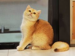 -吉丁鸟咖·异宠·寄养