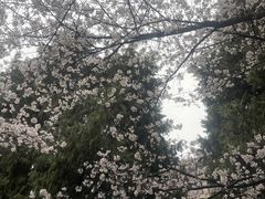 -武汉大学-樱园