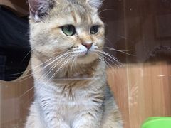 -猫小院猫主题咖啡厅(北锣店)