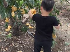 -老袁家蜜桃农场·阳山水蜜桃