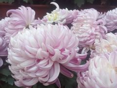 -祥源·阜阳生态乐园