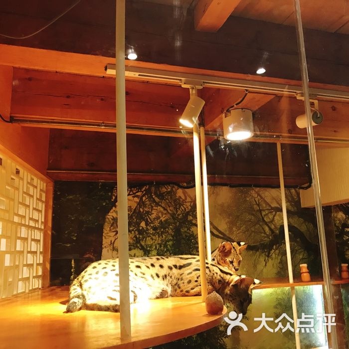 猫小院猫主题餐厅图片-北京西餐-大众点评网