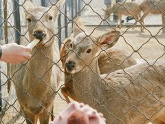 -长白岛森林公园