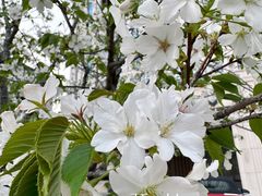 -新虹桥中心大厦