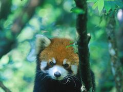 -普洱太阳河森林公园
