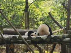 -都江堰中华大熊猫苑
