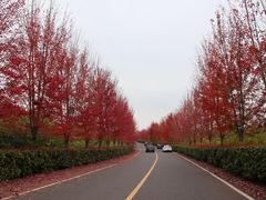 -南京枫彩漫城