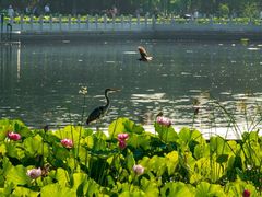 -莲花池公园