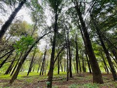 -上海海湾国家森林公园