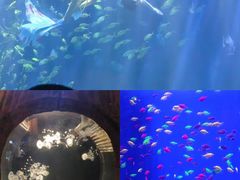 -华夏文旅海洋公园