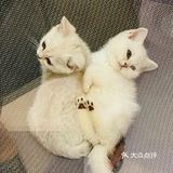 又有新成员了