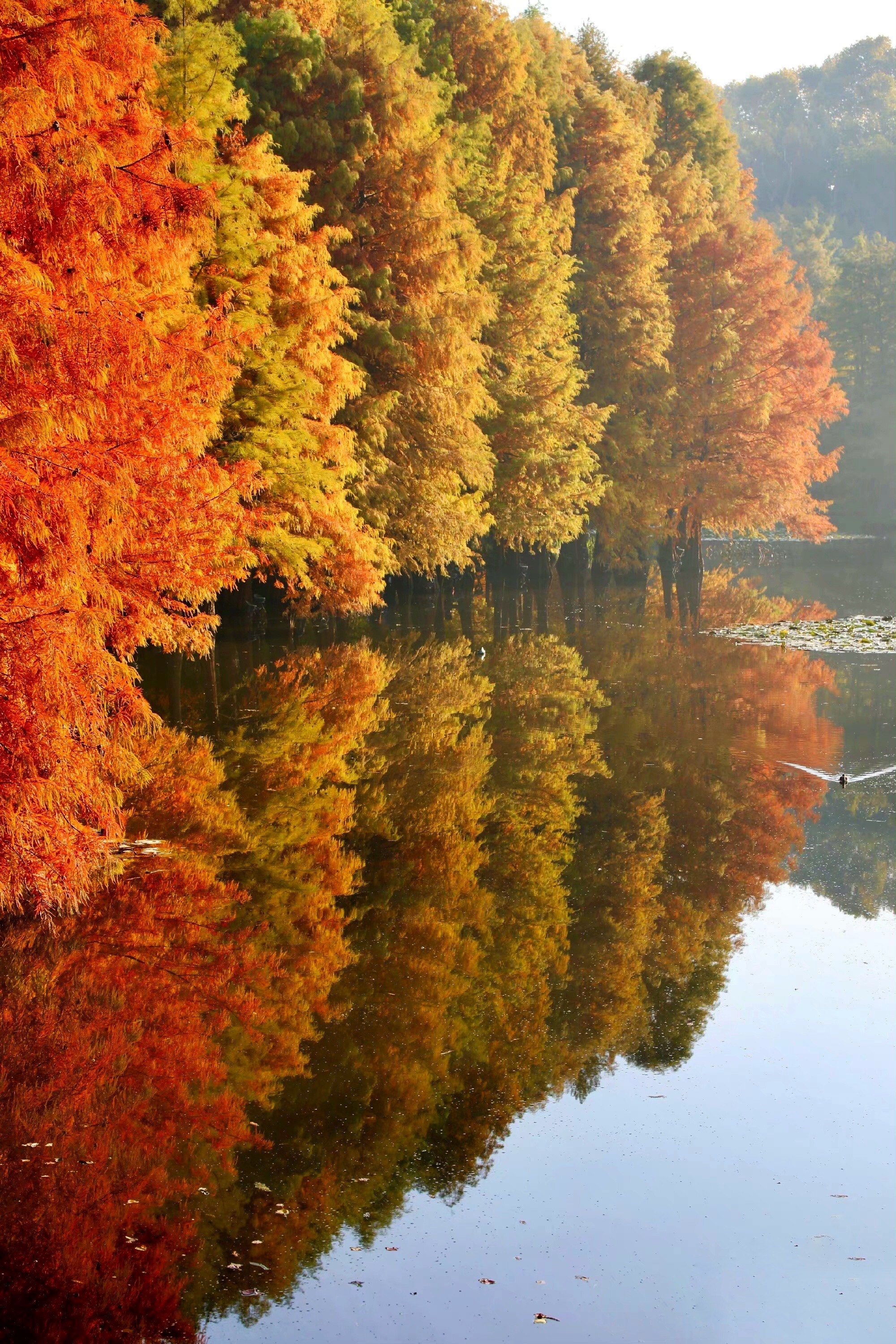 水杉,水杉,打翻了颜料盘🎨