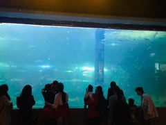 -洛阳龙门海洋馆