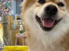 -逗柴咖啡屋·狗咖猫咖宠物桌游