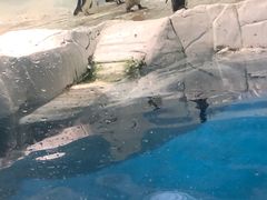 -上海海洋水族馆