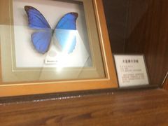 -上海大自然野生昆虫馆(东方明珠·爬宠昆虫探索中心)