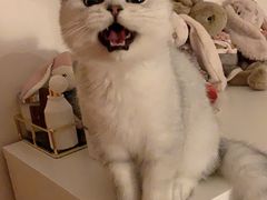 -猫大福·Fortune Cat猫舍(百子湾店)