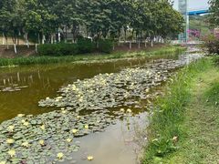 -东莞植物园