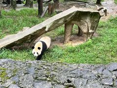 -都江堰中华大熊猫苑