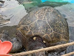 -海合安成都极地海洋公园