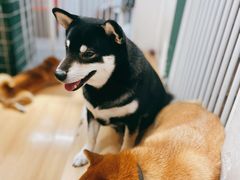 -是阿柴呀！柴犬咖啡·爱喵喵猫咖