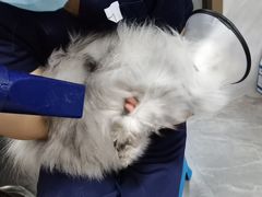 -瑞鹏宠物医院华南总院·夜诊·心脏科·骨科
