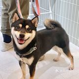 属于北京这个冬天的柿子限定蛋糕！日系cafe