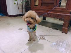 -犬也宠物造型(恒茂国际都会商业街店)