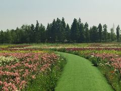 -杭州湾海上花田景区