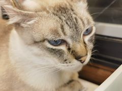 -共舞时光猫咖·狗咖(新街口店)