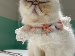 -怪兽屋·羊驼·猫咖·狗咖(俊华广场店)