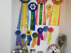 -Husky Go! 哈士奇体验馆·宠物咖啡厅狗咖