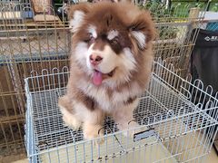 -中环花鸟鱼虫市场