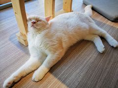 -藏猫猫咖啡主题馆(中央大道店)