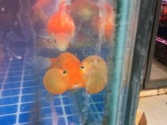 -合肥市裕丰花鸟虫鱼市场-F区