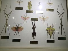 -上海昆虫博物馆
