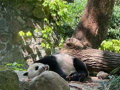 -都江堰中华大熊猫苑