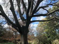 -墨尔本皇家植物园