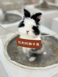 -Moni星球萌宠·小马宝莉·灵蛇·高端高阶全萌宠互动体验俱乐部(红豆国际广场店)