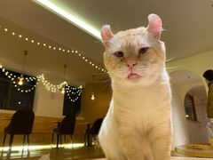 -猫腻·猫咖·撸猫馆(星光大道店)